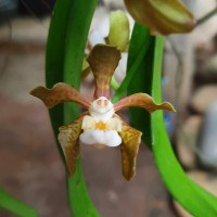 Vanda thwaitesii Hook.f.