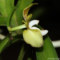 Vanda thwaitesii Hook.f.