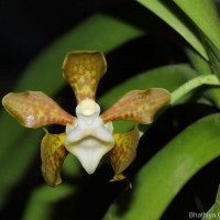 Vanda thwaitesii Hook.f.