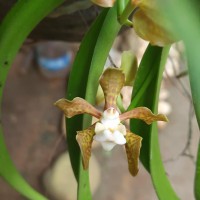 Vanda thwaitesii Hook.f.