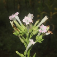 Nicotiana tabacum L.
