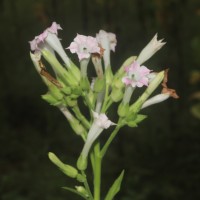 Nicotiana tabacum L.