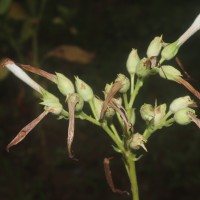 Nicotiana tabacum L.