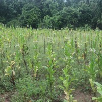 Nicotiana tabacum L.
