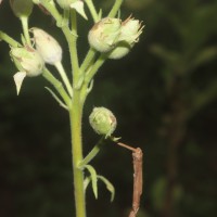 Nicotiana tabacum L.