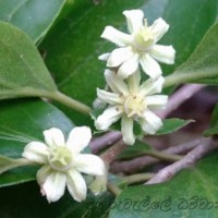 Dovyalis hebecarpa (Gardner) Warb.