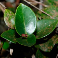 Memecylon orbiculare Thwaites