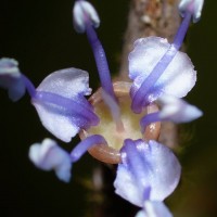 Memecylon orbiculare Thwaites