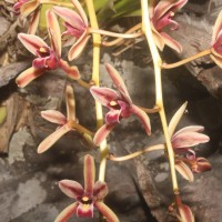 Cymbidium sp.