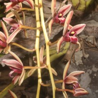 Cymbidium sp.