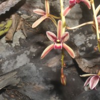 Cymbidium sp.