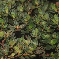 Osbeckia walkeri Arn.