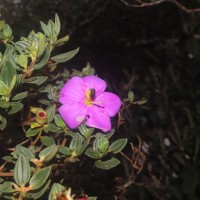 Osbeckia walkeri Arn.