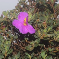 Osbeckia walkeri Arn.