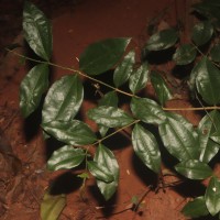 Strychnos trichocalyx A.W.Hill