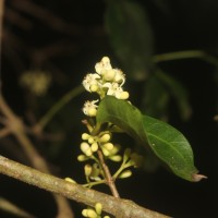 Strychnos trichocalyx A.W.Hill