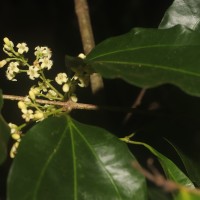 Strychnos trichocalyx A.W.Hill