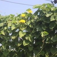 Camonea umbellata (L.) A.R.Simões & Staples