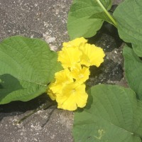 Camonea umbellata (L.) A.R.Simões & Staples