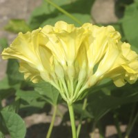 Camonea umbellata (L.) A.R.Simões & Staples