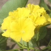 Camonea umbellata (L.) A.R.Simões & Staples