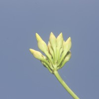 Camonea umbellata (L.) A.R.Simões & Staples