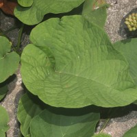 Camonea umbellata (L.) A.R.Simões & Staples