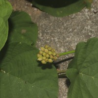 Camonea umbellata (L.) A.R.Simões & Staples