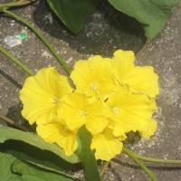 Camonea umbellata (L.) A.R.Simões & Staples