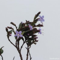 Strobilanthes pentandra J.R.I.Wood