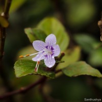 Strobilanthes pentandra J.R.I.Wood