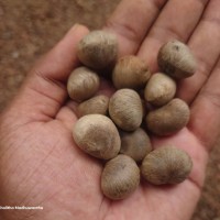 Trichadenia zeylanica Thwaites