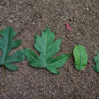 Trichadenia zeylanica Thwaites