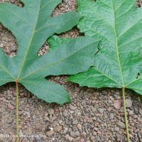 Trichadenia zeylanica Thwaites