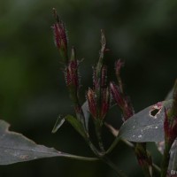 Strobilanthes rhytisperma C.B.Clarke