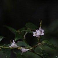 Strobilanthes rhytisperma C.B.Clarke