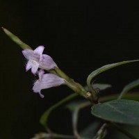 Strobilanthes rhytisperma C.B.Clarke