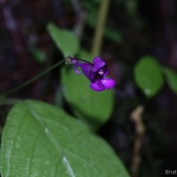 Impatiens janthina Thwaites
