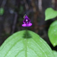Impatiens janthina Thwaites