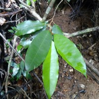 Cullenia ceylanica (Gardner) Wight ex K.Schum.