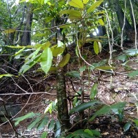 Cullenia ceylanica (Gardner) Wight ex K.Schum.