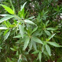 Conocarpus lancifolius Engl.