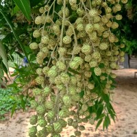 Conocarpus lancifolius Engl.