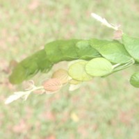 Phyllodium longipes (Craib) Schindl.