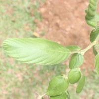 Phyllodium longipes (Craib) Schindl.