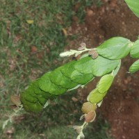 Phyllodium longipes (Craib) Schindl.