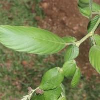 Phyllodium longipes (Craib) Schindl.
