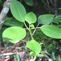 Impatiens grandis B.Heyne