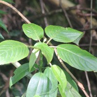 Impatiens grandis B.Heyne