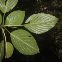 Impatiens grandis B.Heyne